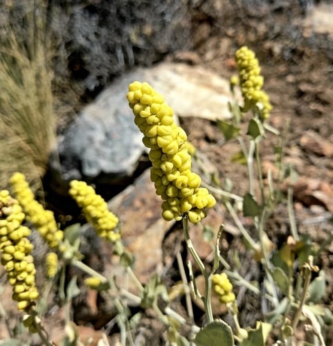 Manochlamys albicans