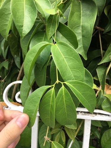 Mansoa alliacea