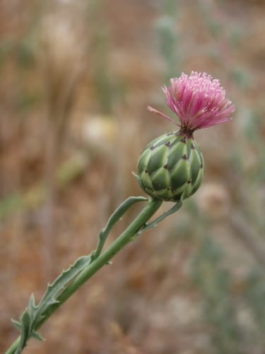 Mantisalca duriaei