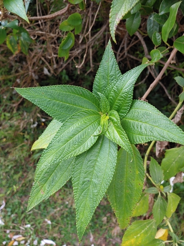 Maoutia setosa