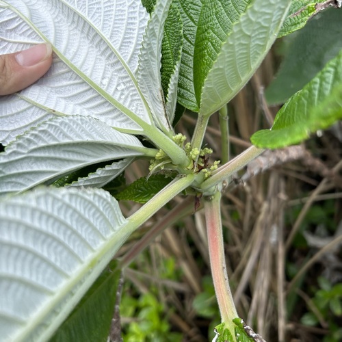 Maoutia setosa