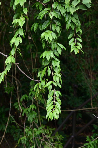 Mappianthus iodoides
