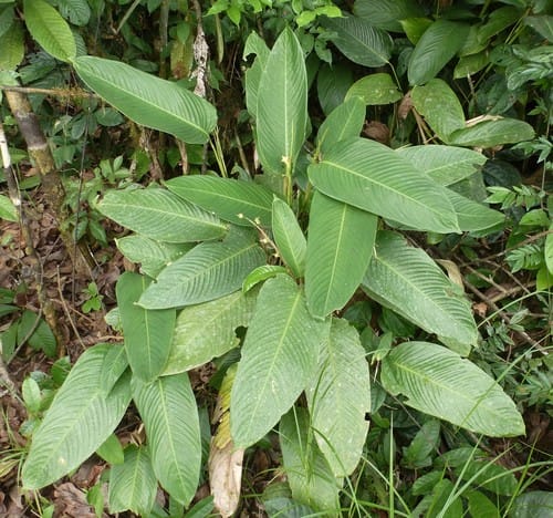 Marantochloa cuspidata
