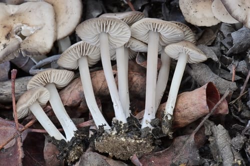 Marasmius albogriseus
