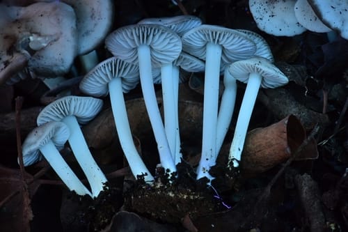 Marasmius albogriseus