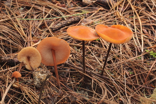 Marasmius cohaerens