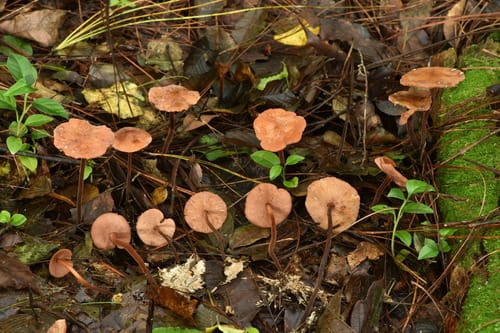 Marasmius cohaerens
