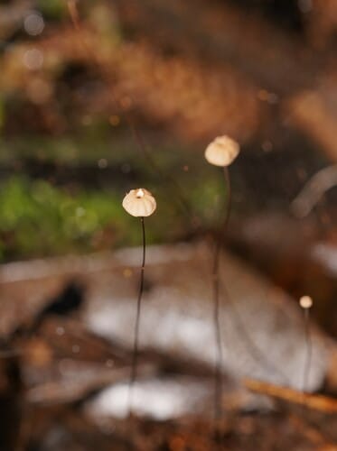 Marasmius crinis-equi