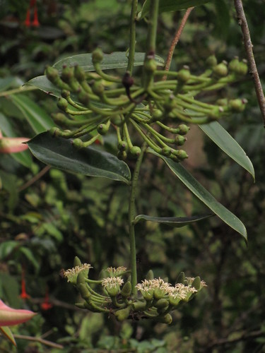 Marcgraviaceae