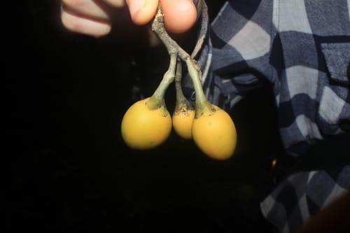 Maripa panamensis