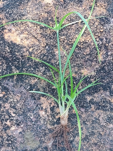 Mariscus dregeanus