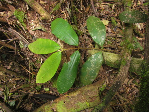 Marlierea sylvatica