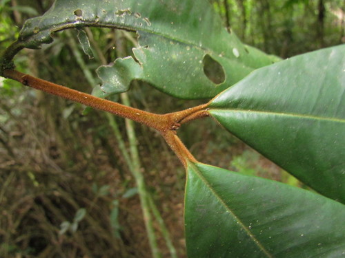 Marlierea sylvatica
