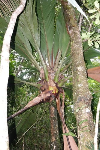 Marojejya insignis