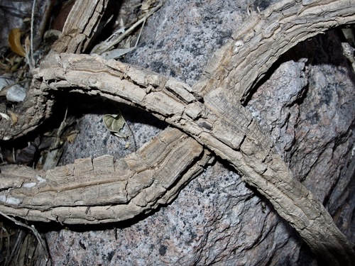 Marsdenia edulis