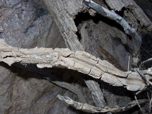 Marsdenia edulis