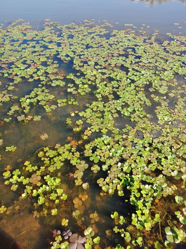 Marsilea minuta