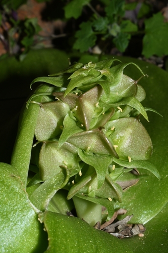 Massonia bifolia