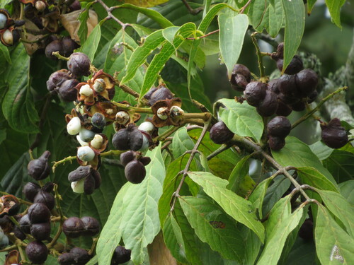 Matayba elegans
