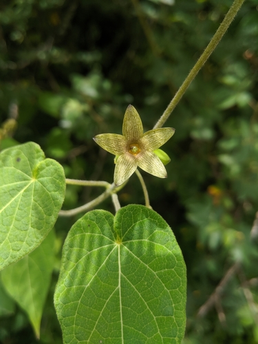 Matelea crenata