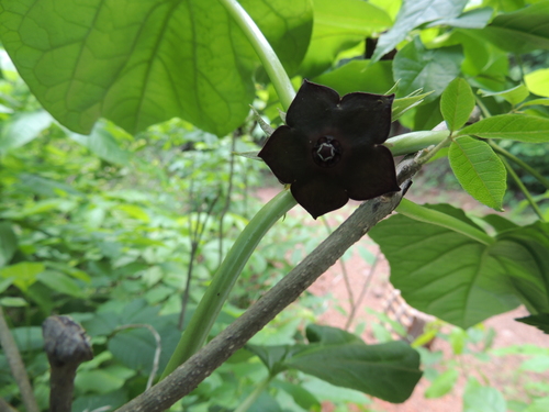 Matelea cyclophylla