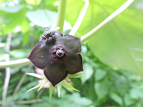Matelea cyclophylla