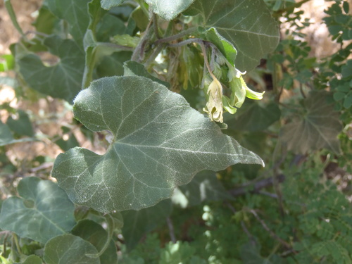 Matelea producta