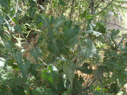 Matelea producta