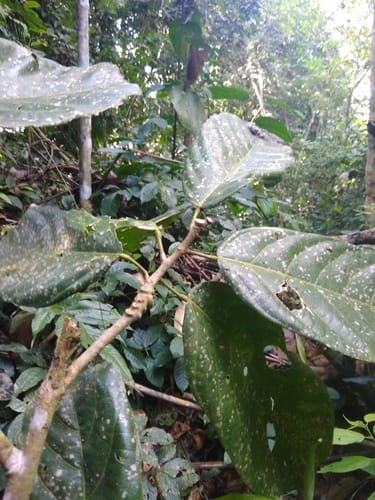 Matisia longiflora