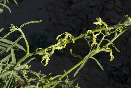 Matthiola arabica