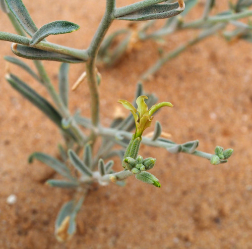 Matthiola arabica