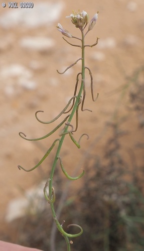 Matthiola livida