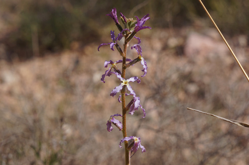 Matthiola livida