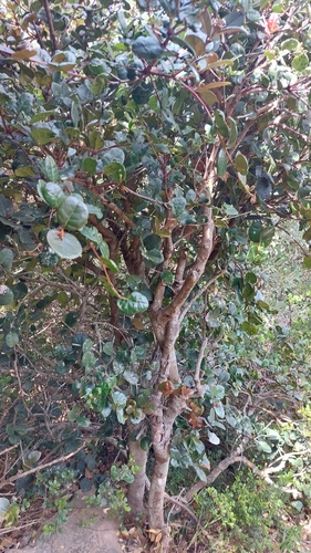 Maurocenia frangularia