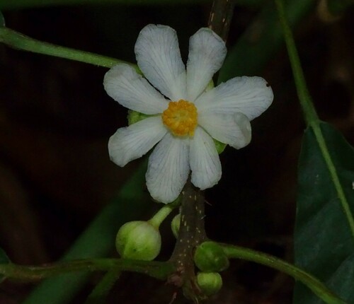 Mayna odorata