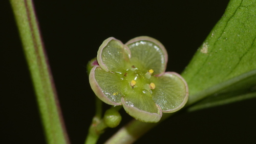 Maytenus acuminata