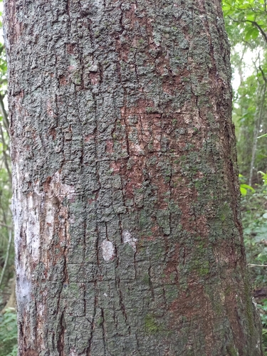 Maytenus krukovii