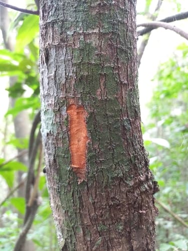 Maytenus macrocarpa