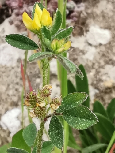 Medicago minima