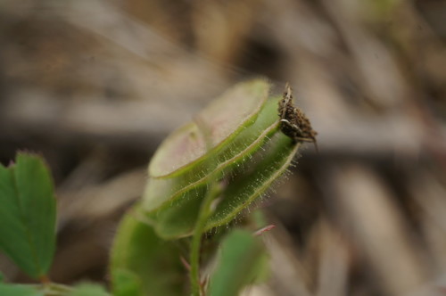 Medicago orbicularis
