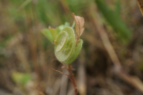 Medicago orbicularis