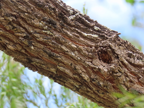 Melaleuca bracteata