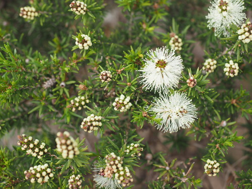 Melaleuca ericifolia