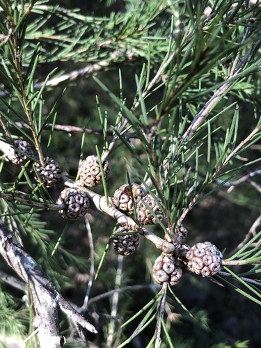 Melaleuca nodosa