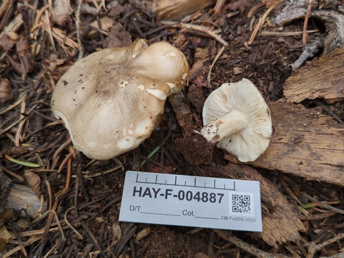 Melanoleuca evenosa
