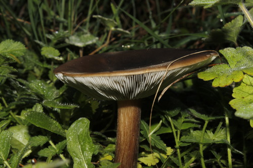 Melanoleuca polioleuca