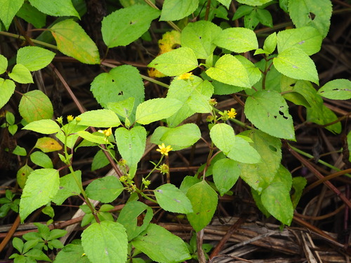 Melanthera biflora
