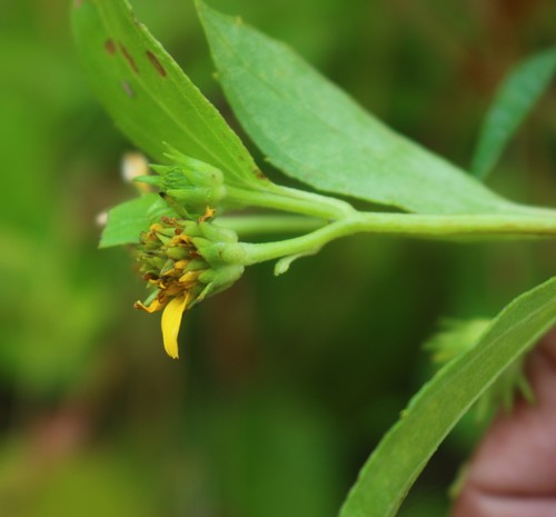 Melanthera biflora