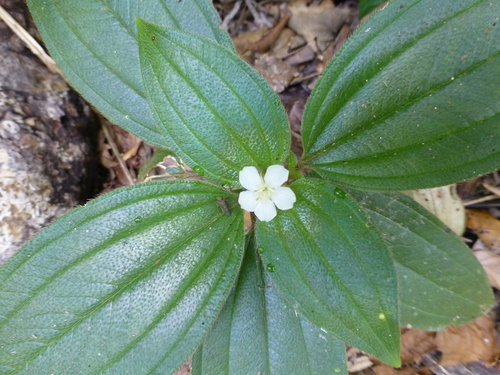 Melastoma cyanoides
