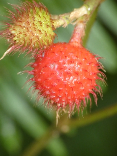 Melastoma cyanoides